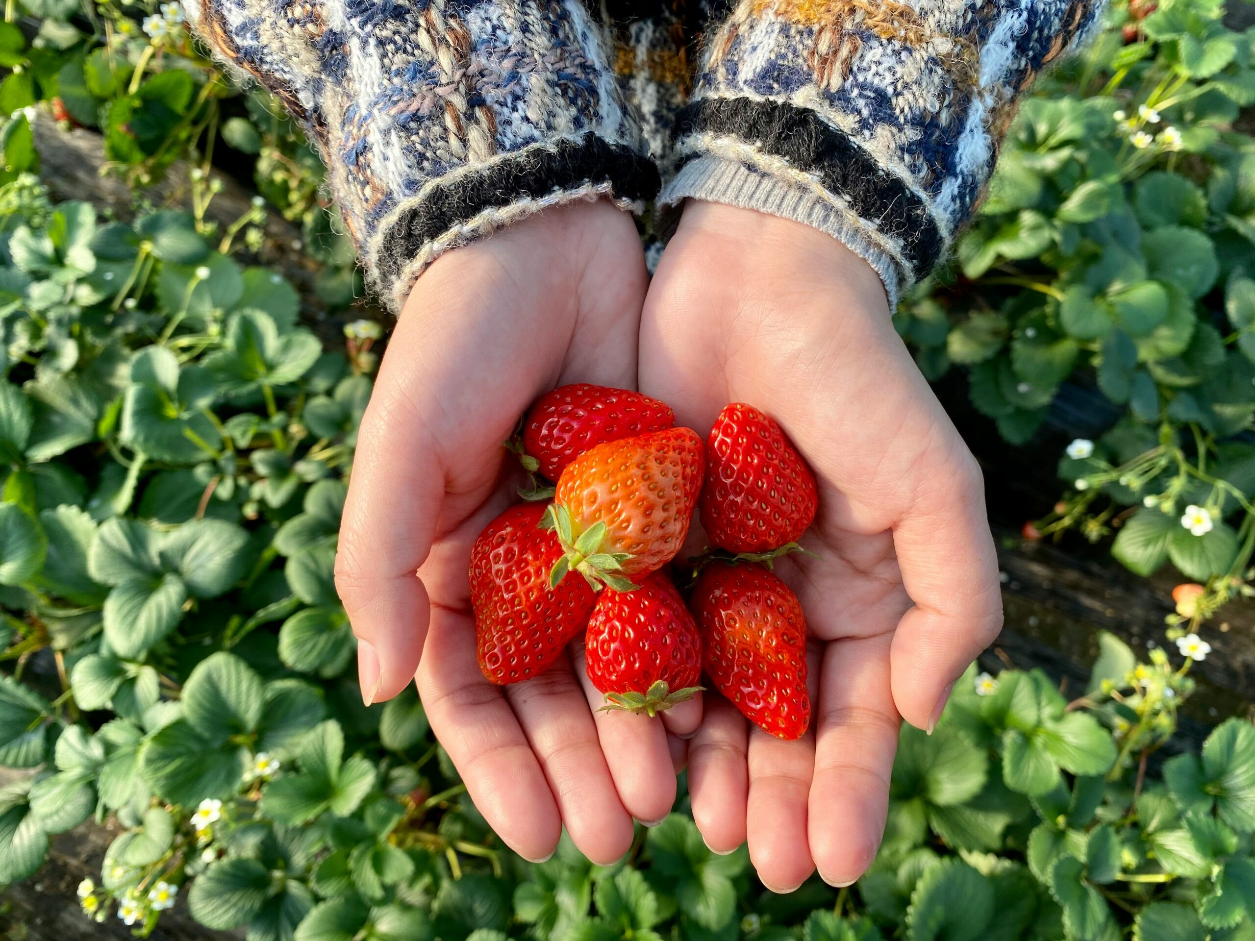 Fresh strawberries, a top fruit choice for type 2 diabetes